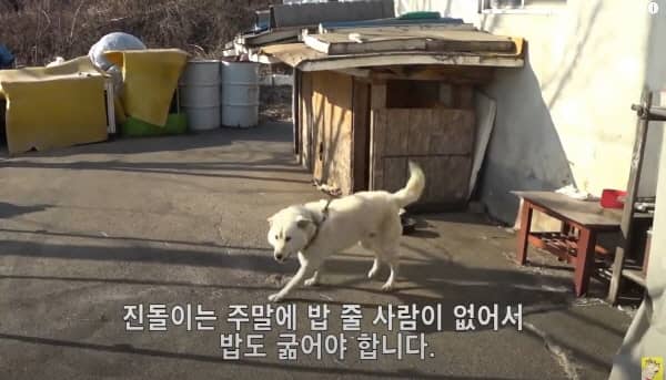 목줄에 묶여 살던 시골개- 출처 유튜브 '평생 묶여 있던 개한테 첫 산책을 선물'