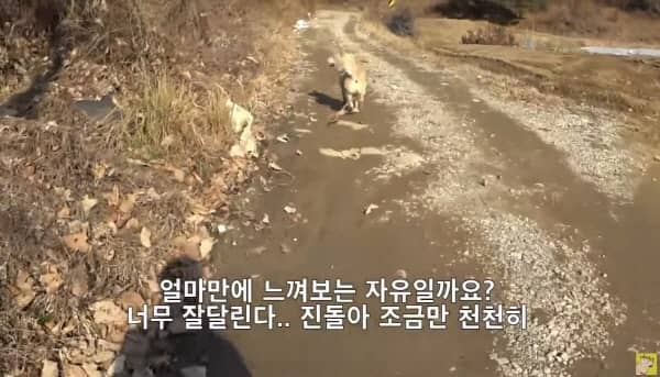 산책 나가는 시골개 진돌이- 출처 유튜브 '평생 묶여 있던 개한테 첫 산책을 선물'
